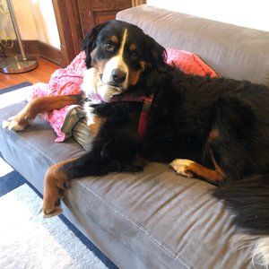 Meet your Posher, Elizabeth